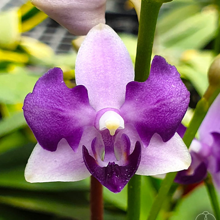 Phalaenopsis Tzu Chiang Sapphire (peloric)