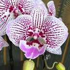 Phalaenopsis Venus KizZ (Tying Shin Thor) big lip