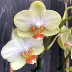 Phalaenopsis Verona