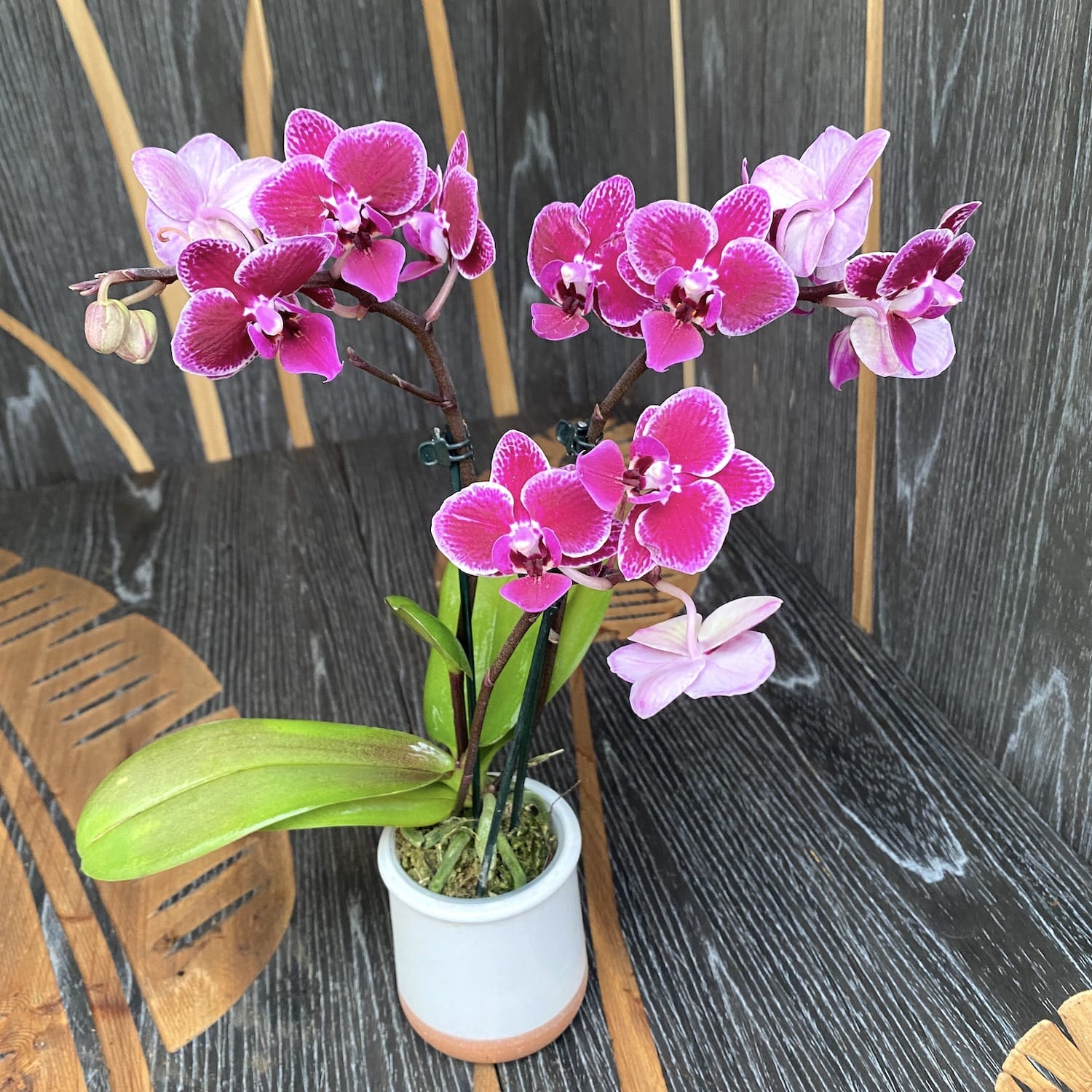 Phalaenopsis Vicky (Perù) mini