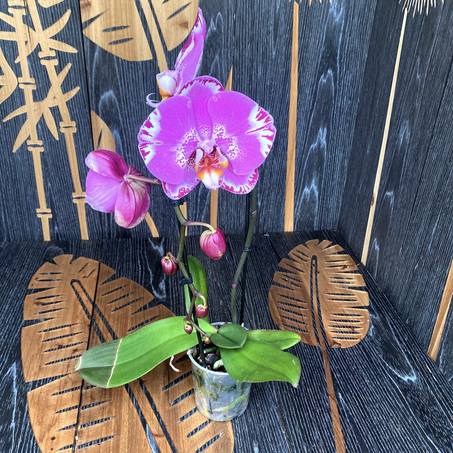 Phalaenopsis Victoria - fiore XXL (14 cm)
