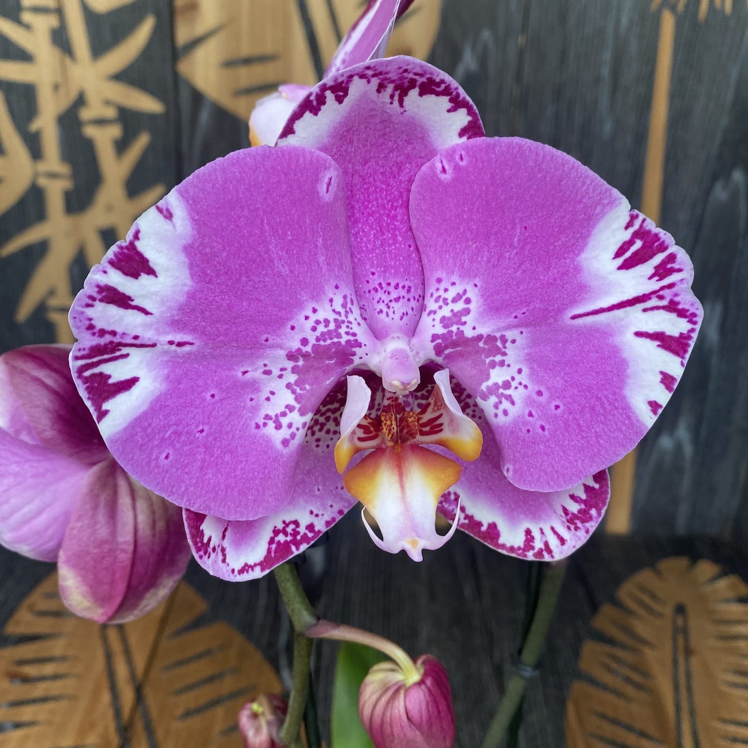 Phalaenopsis Victoria - fiore XXL (14 cm)