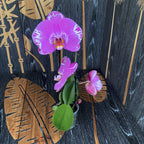 Phalaenopsis Victoria - XXL cvet (14 cm)