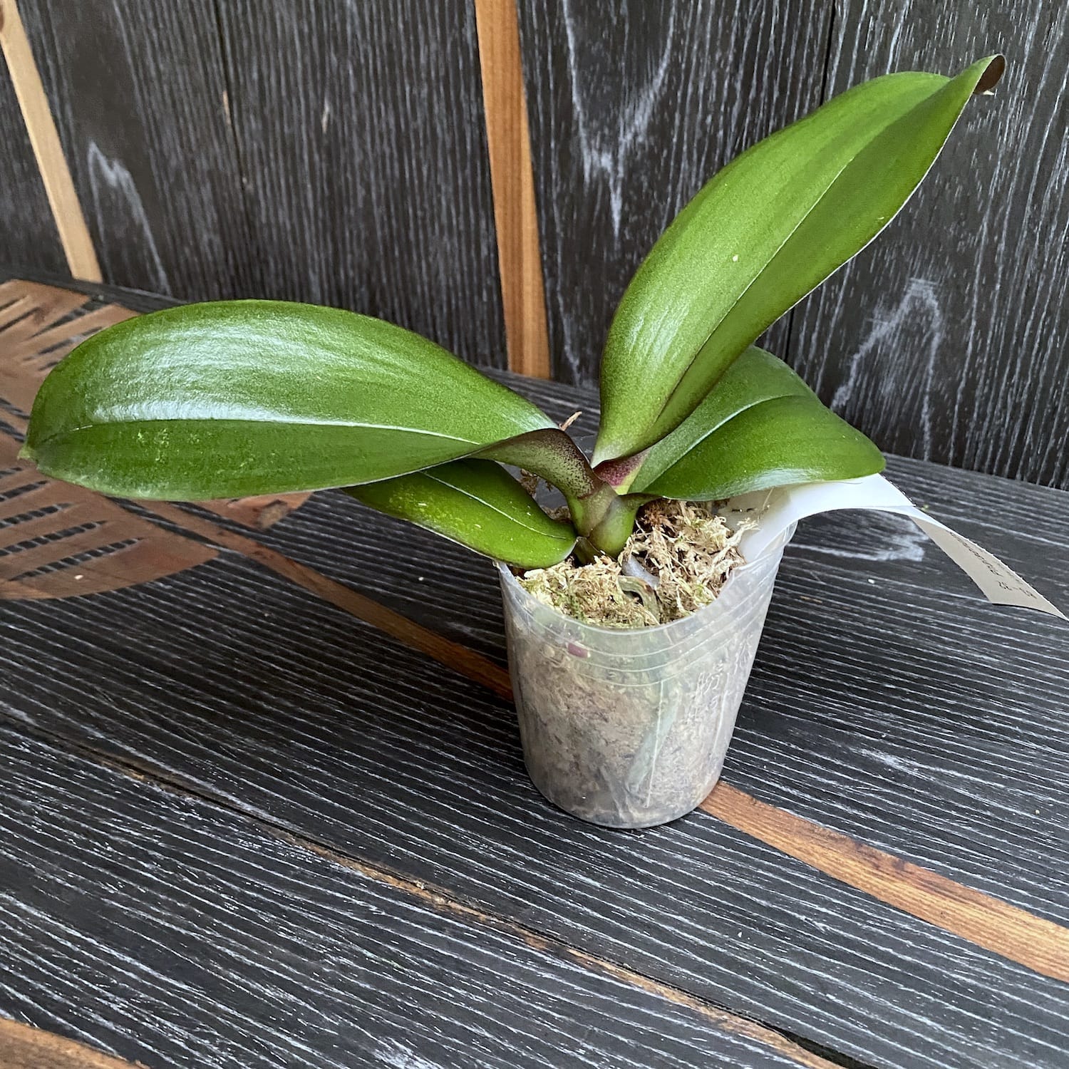 Phalaenopsis Violet Lucky - big lip