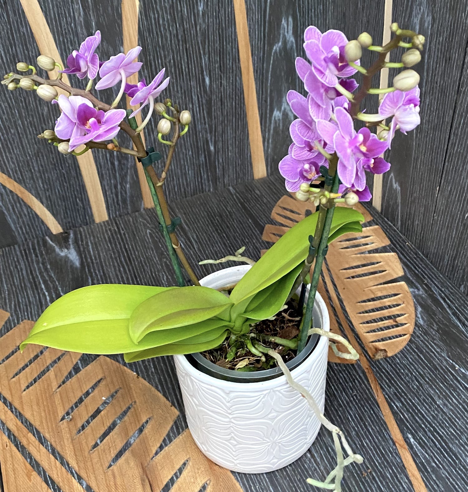 Phalaenopsis Violet Queen
