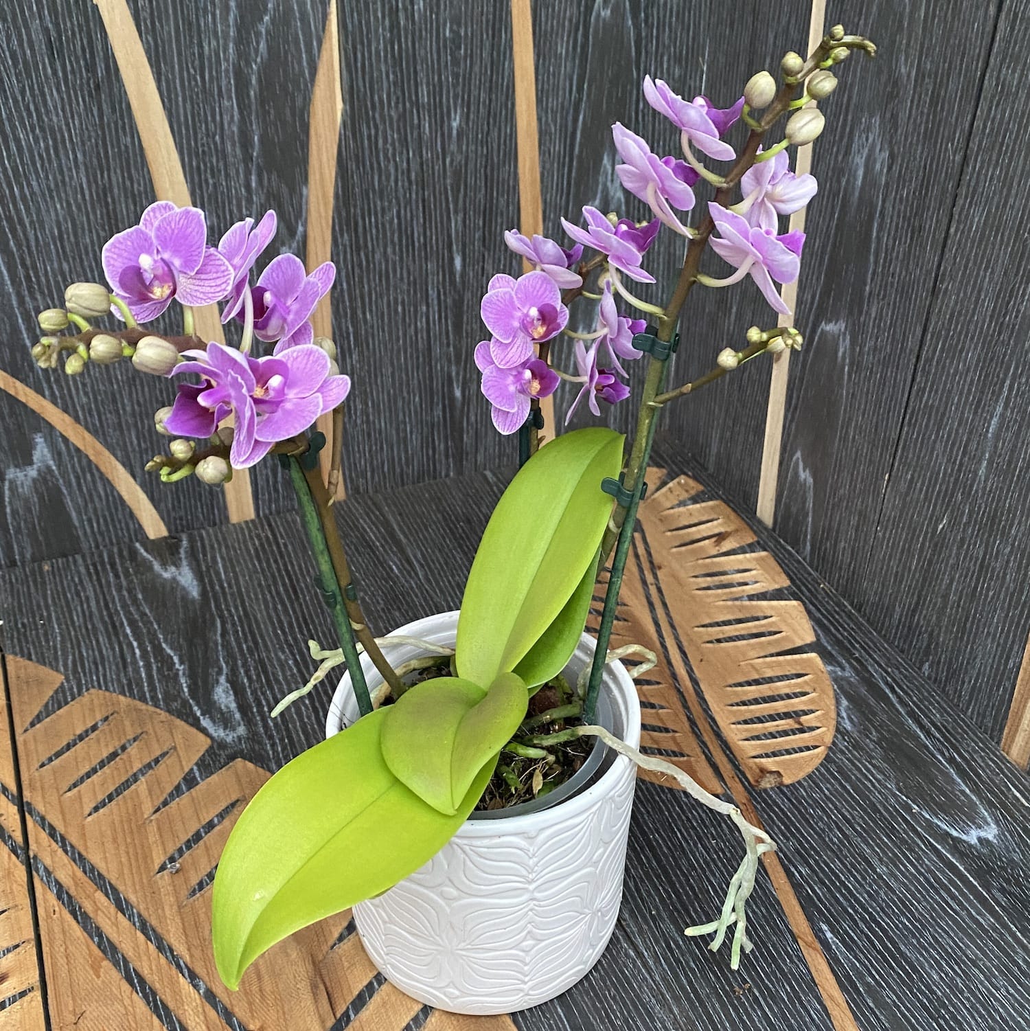 Phalaenopsis Violet Queen