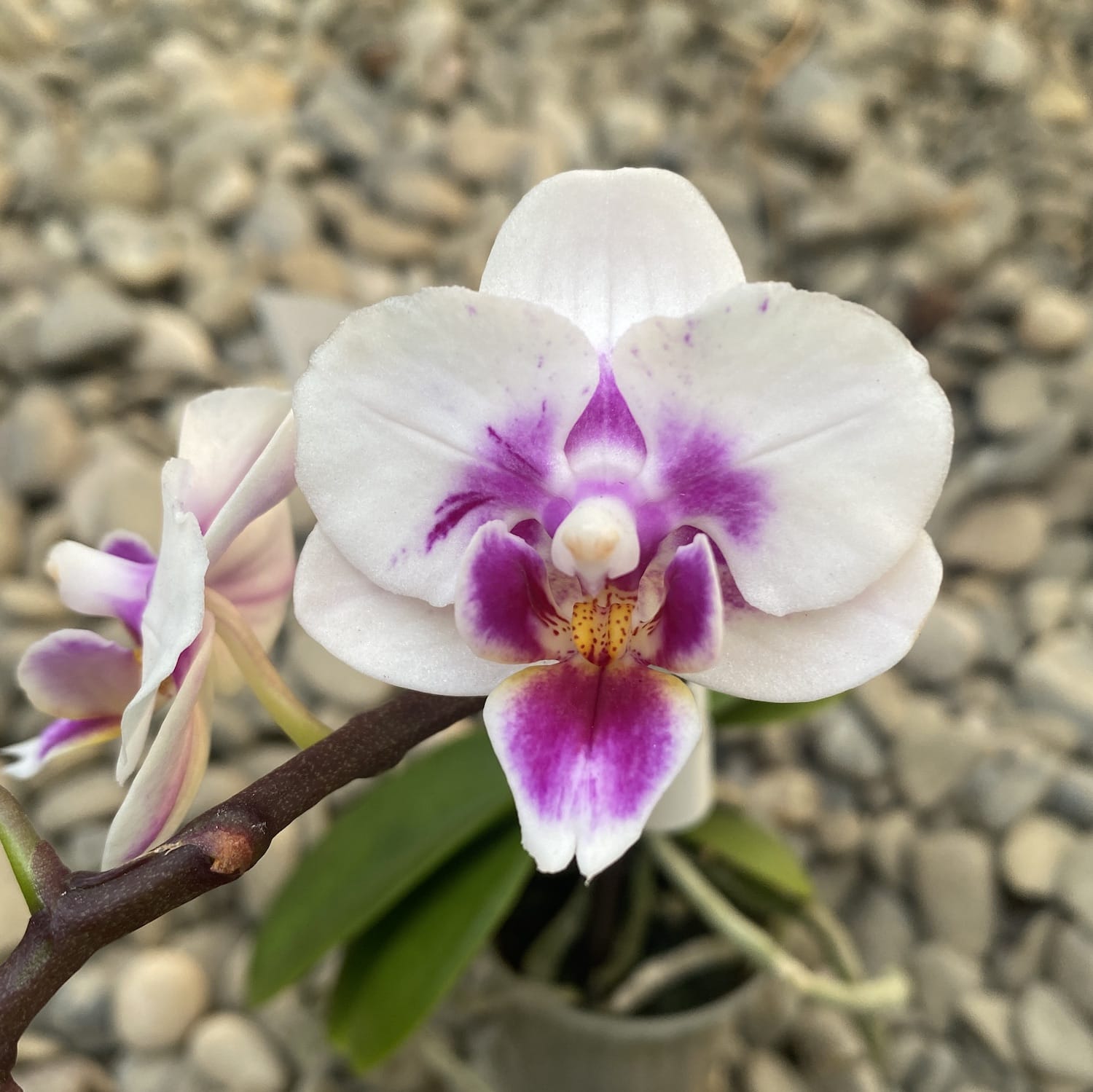 Phalaenopsis White mini