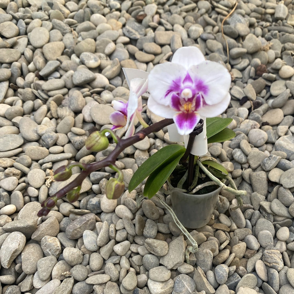 Phalaenopsis Weiß mini