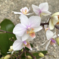 Phalaenopsis Villilynx