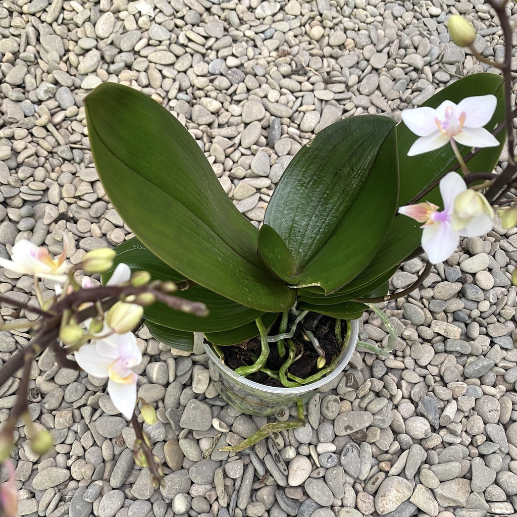 Phalaenopsis Wild Lynx
