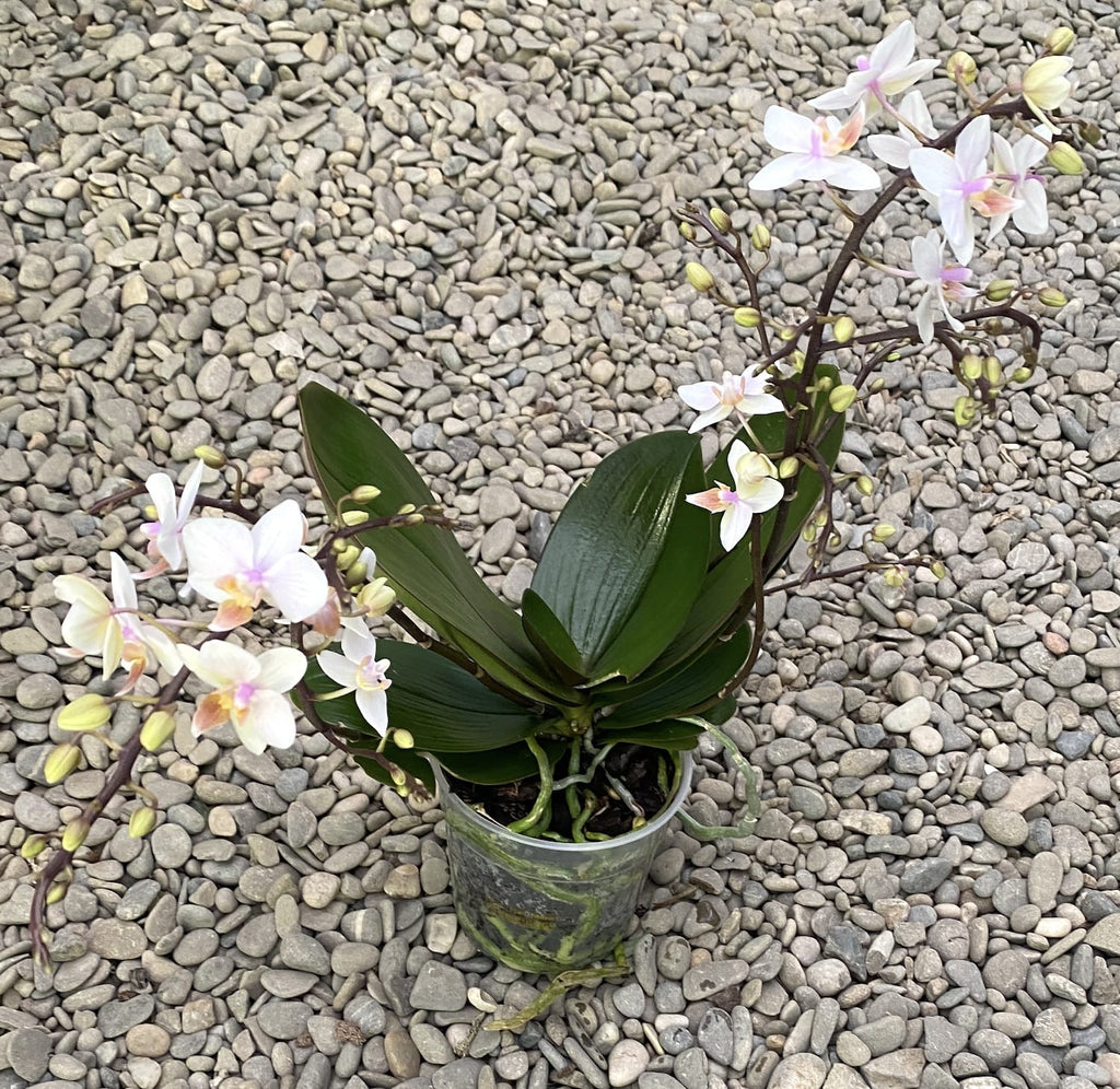 Phalaenopsis Wild Lynx