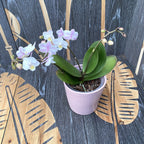 Phalaenopsis Tigre Sauvage