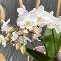 Phalaenopsis Wild Tiger