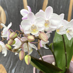 Phalaenopsis Tigre Sauvage
