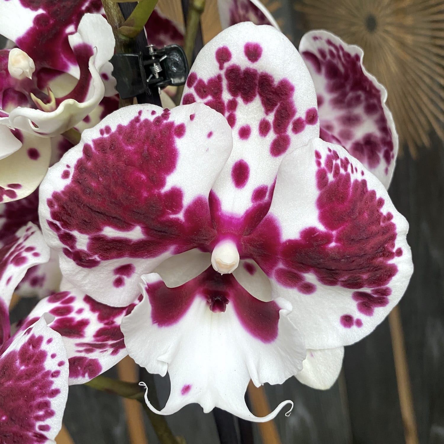 Phalaenopsis Winter Kizz (grande labbro)