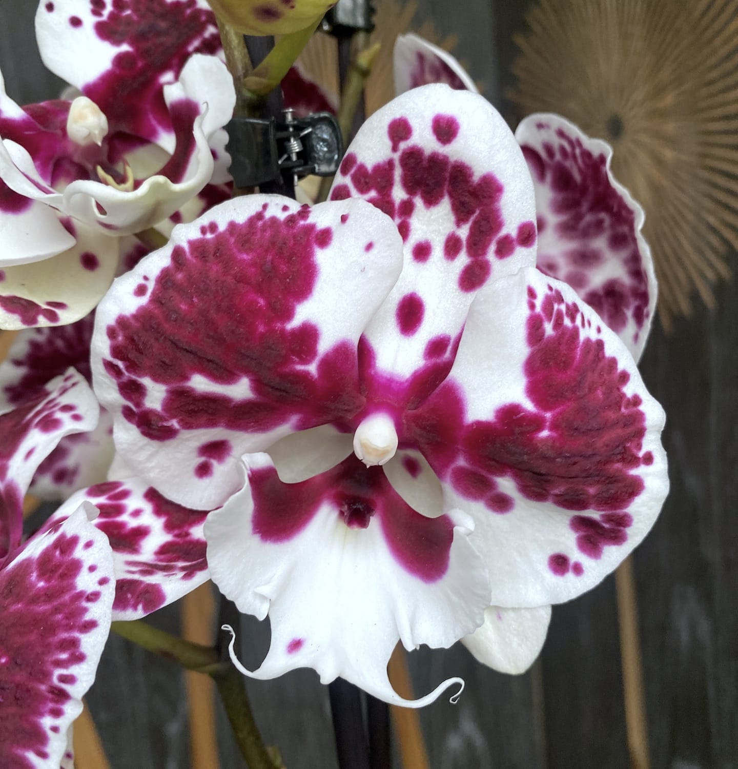 Phalaenopsis Winter Kizz (grande labbro)