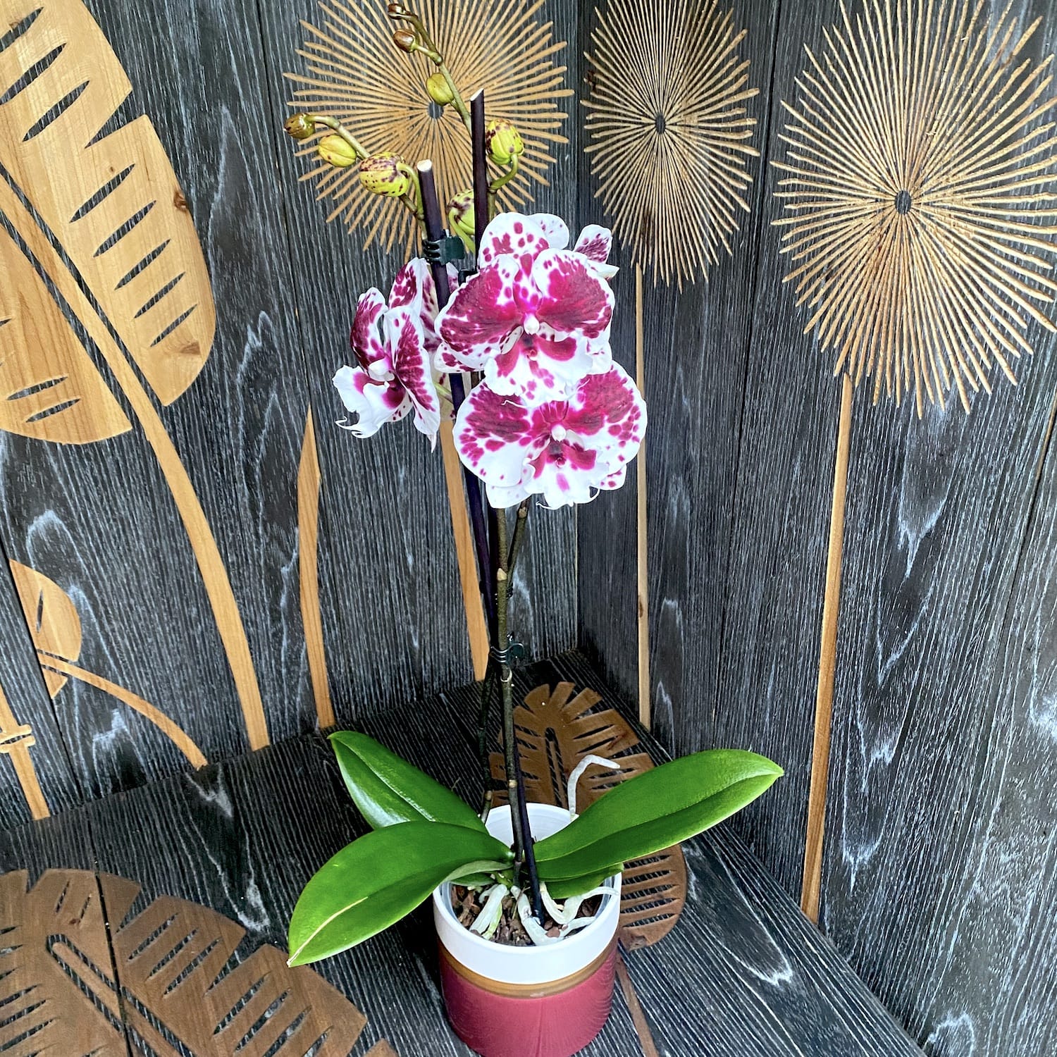 Phalaenopsis Winter Kizz (grande labbro)