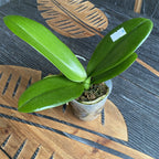 Phalaenopsis YH06139 große Lippe