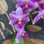 Phalaenopsis Yaphon Viikset '644'