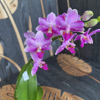 Phalaenopsis Yaphon Viikset '644'