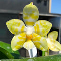 Phalaenopsis Yaphon Christmas '860' - parfumat