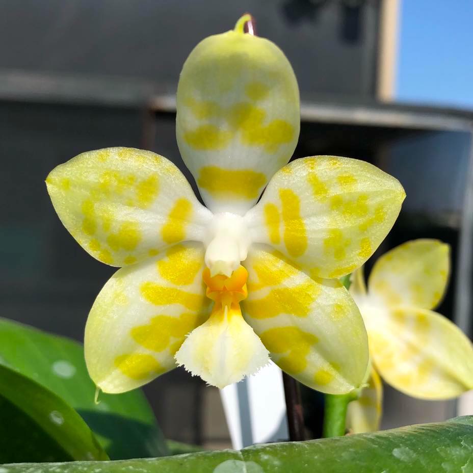 Phalaenopsis Yaphon Christmas '860' parfumat