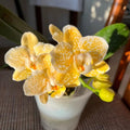 Phalaenopsis Yaphon Golden Leopard 'AN6609'