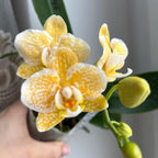 Phalaenopsis Yaphon Golden Leopard 'AN6609'