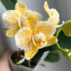 Phalaenopsis Yaphon Golden Leopard 'AN6609'