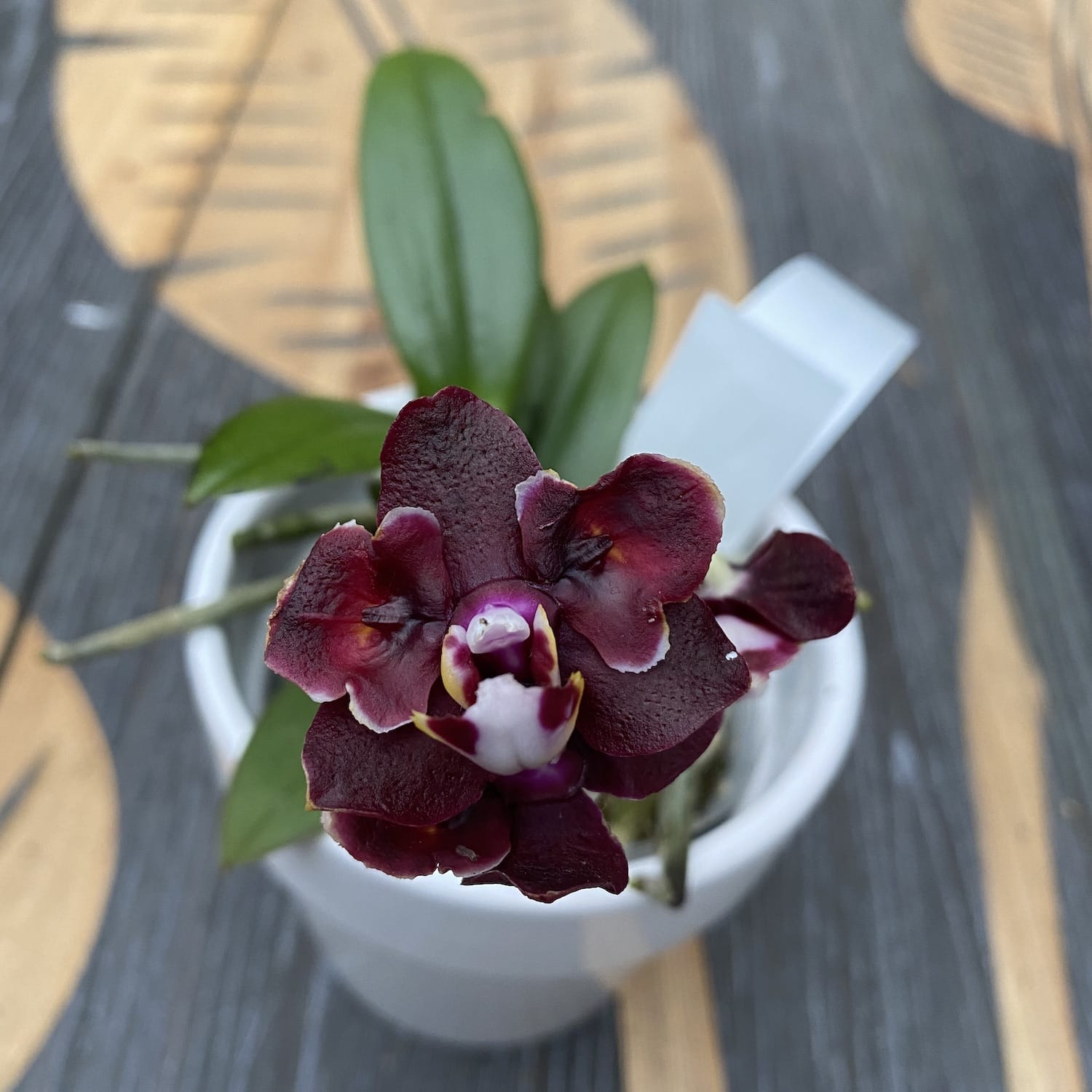 Phalaenopsis Yaphon Green Batman × Miki Black Bat (Variation 07)
