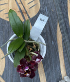 Phalaenopsis Yaphon Green Batman × Miki Black Bat (variácia 07)