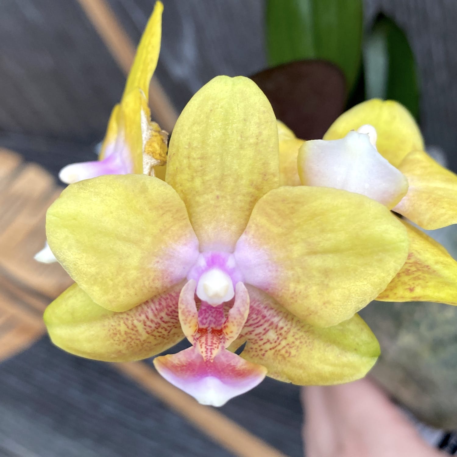 Phalaenopsis Yaphon Green Batman × Miki Black Bat (Variation 05)