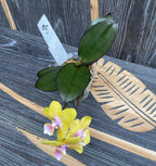 Phalaenopsis Yaphon Green Batman × Miki Black Bat (variation 05)