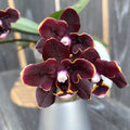 Phalaenopsis Yaphon Green Batman × Miki Black Bat (változat 06)