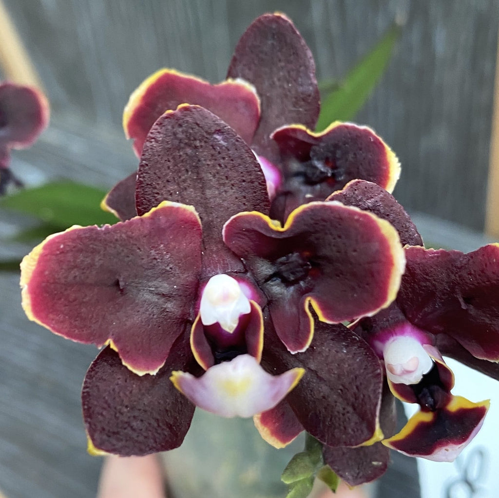 Phalaenopsis Yaphon Green Batman × Miki Black Bat (variatie 06)