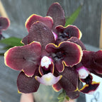 Phalaenopsis Yaphon Green Batman × Miki Black Bat (változat 06)