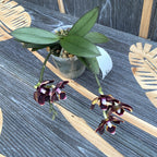 Phalaenopsis Yaphon Green Batman × Miki Black Bat (változat 06)