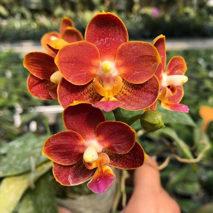 Phalaenopsis Yaphon Perfume '815'