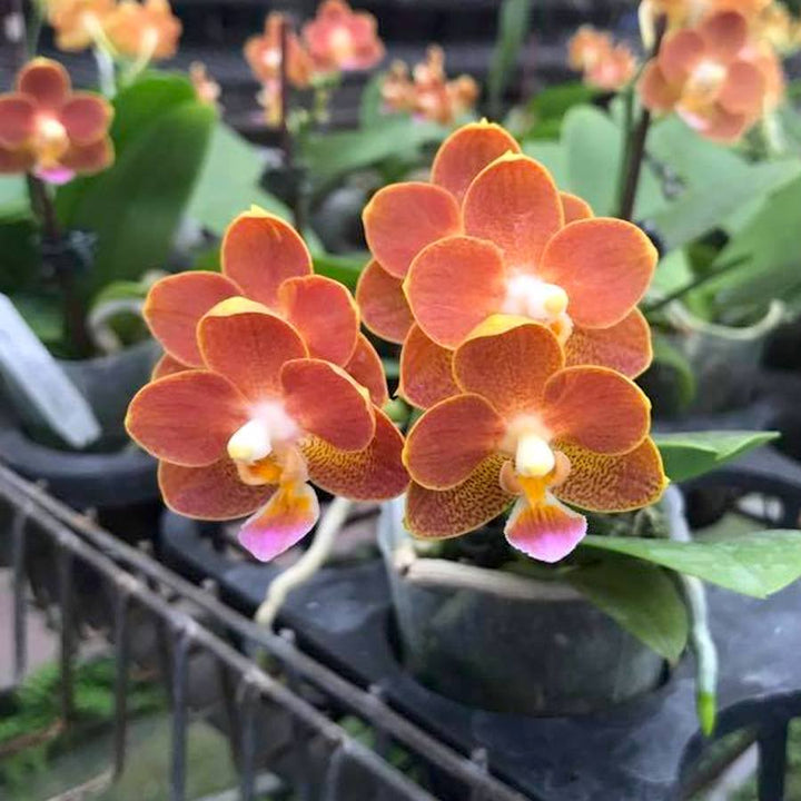 Phalaenopsis Yaphon Perfume '815'