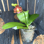 Phalaenopsis Yaphon Perfume '815'