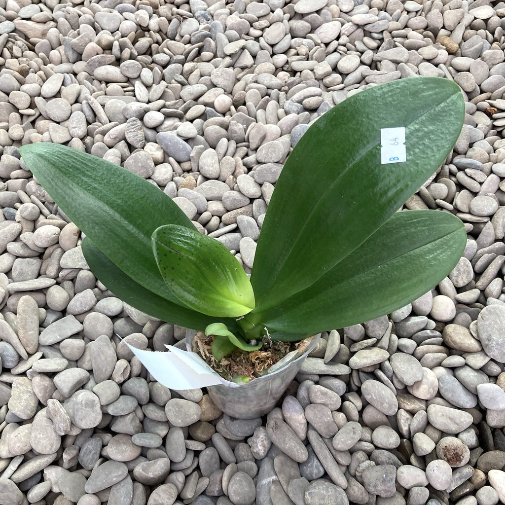 Phalaenopsis Yaphon Parfüm '815'