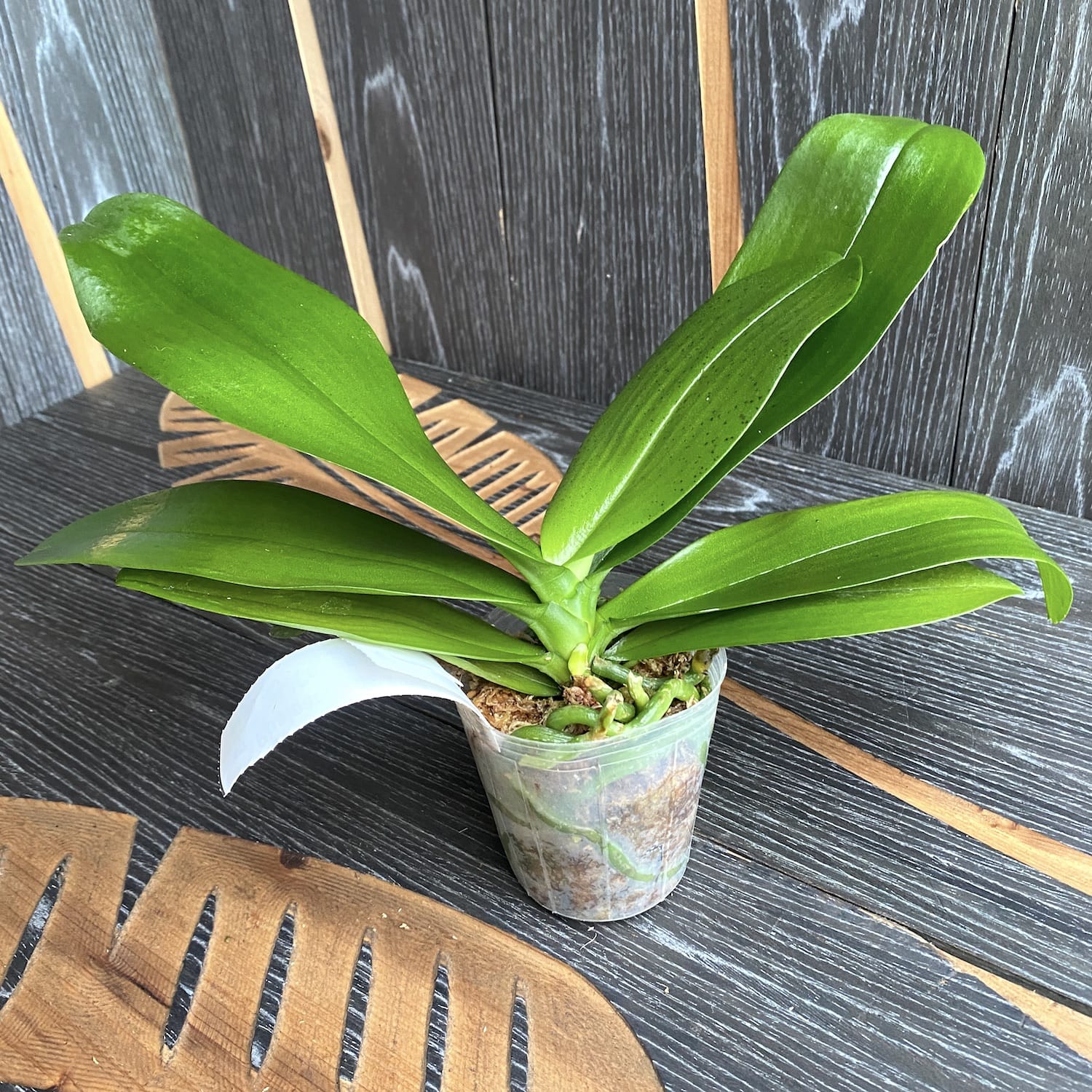 Phalaenopsis Yaphon Perfume 'Coffee Red' *fragrant (Taiwan)