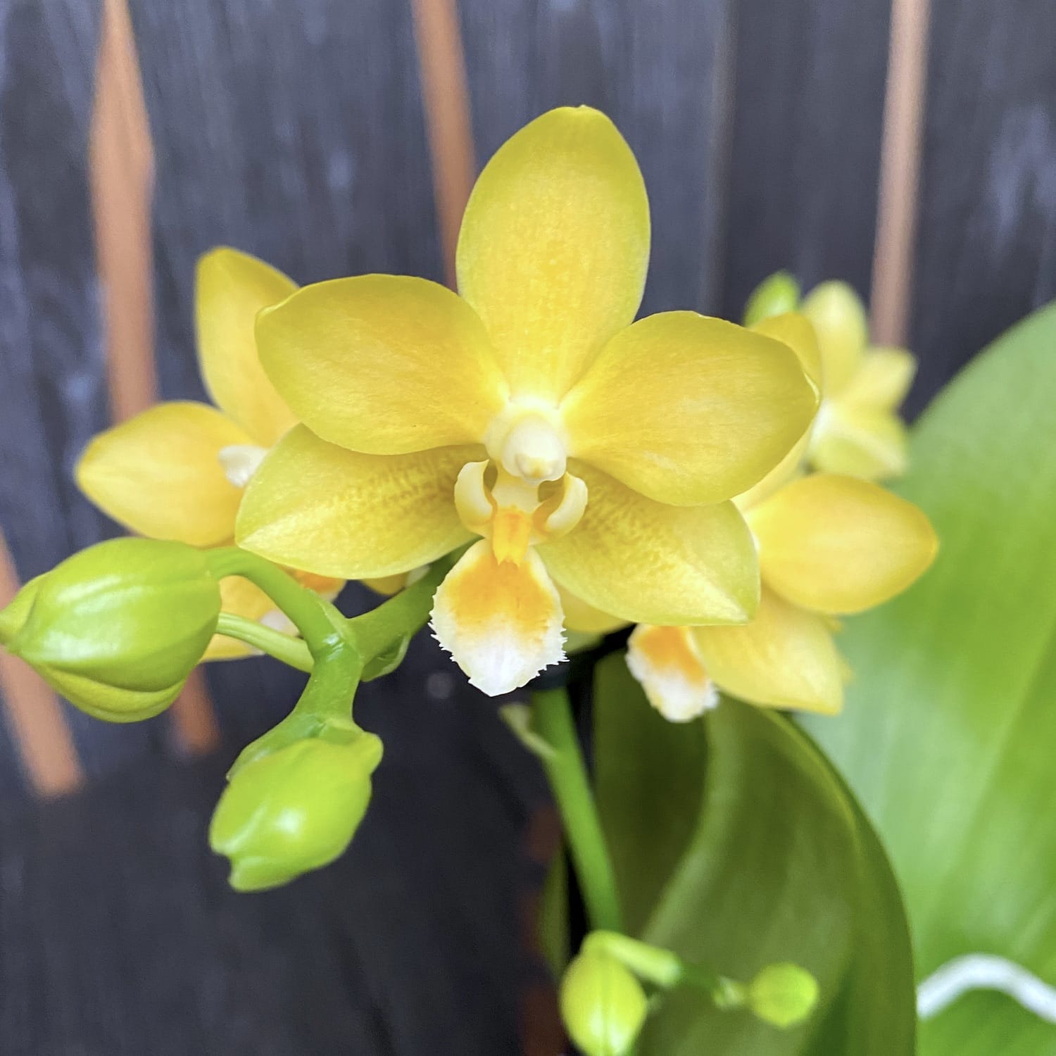 Phalaenopsis Yaphon Parfüm 'Gelb' D9 duftend