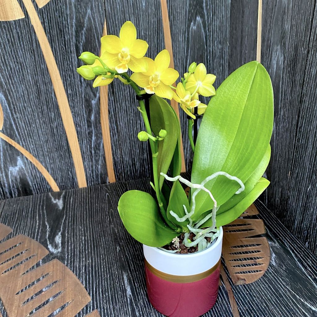 Phalaenopsis Yaphon Parfum 'Jaune' D9 parfumée