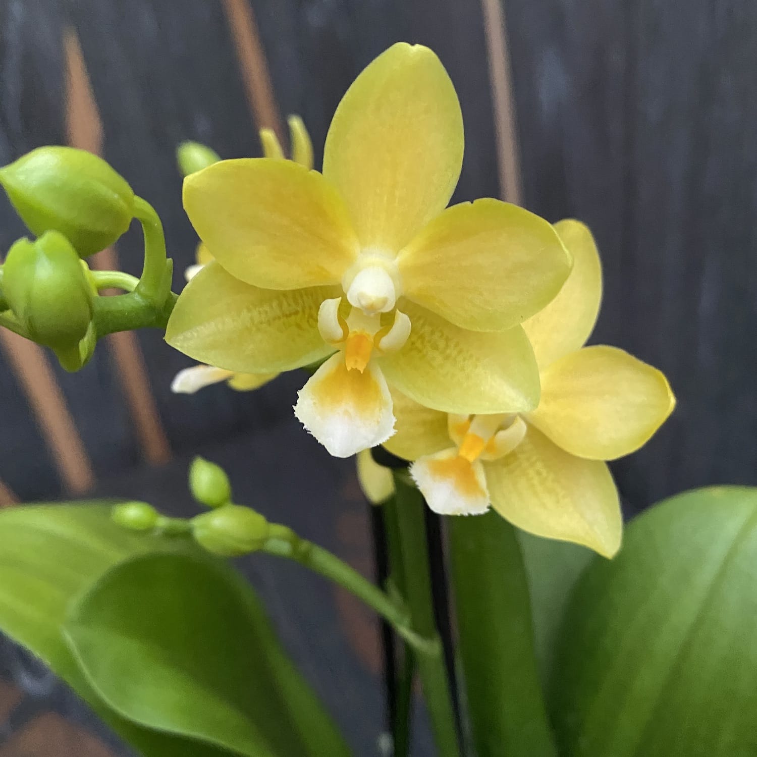 Phalaenopsis Yaphon Parfüm 'Gelb' D9 duftend