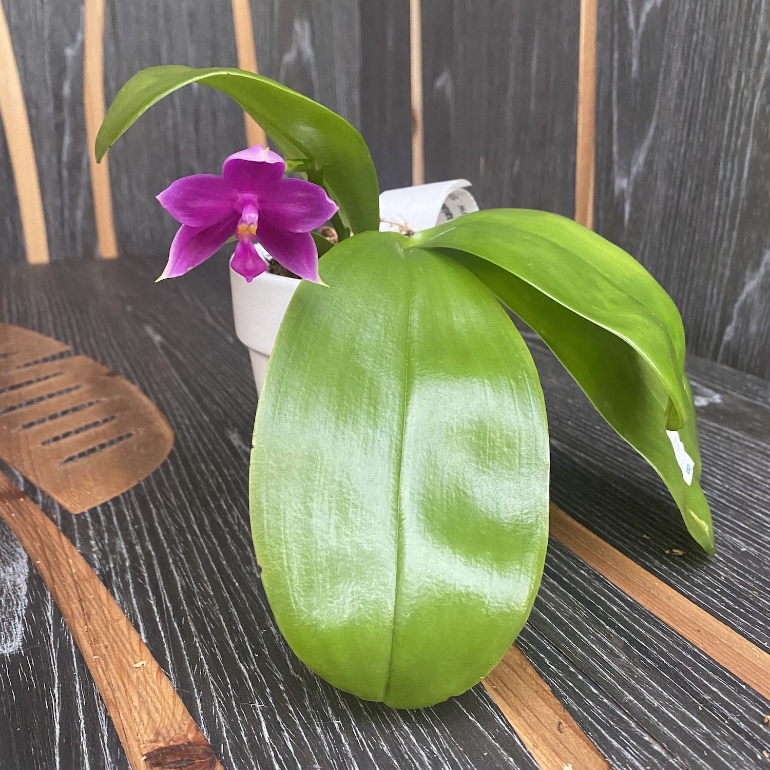 Phalaenopsis Yaphon Rich Woman parfumée