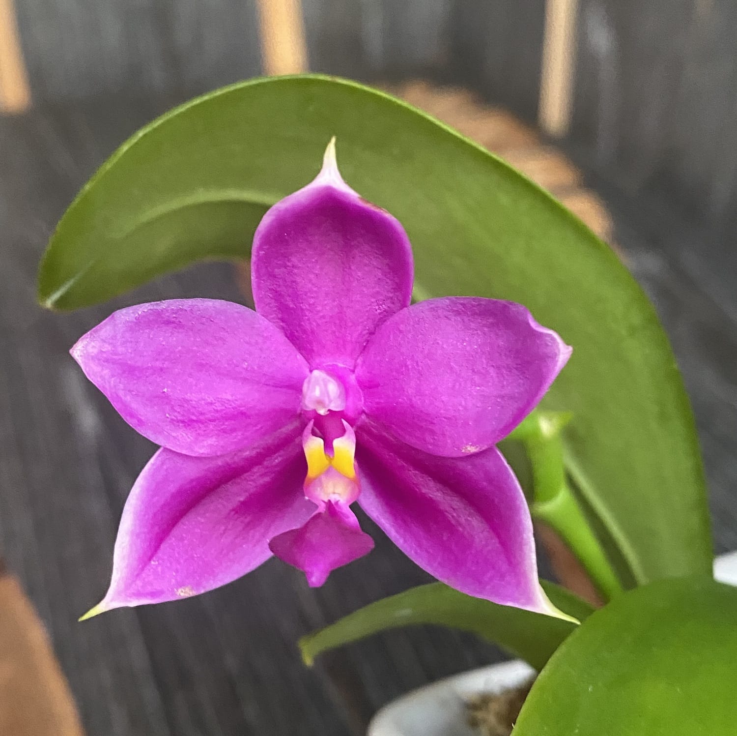 Phalaenopsis Yaphon Rich Woman parfumée