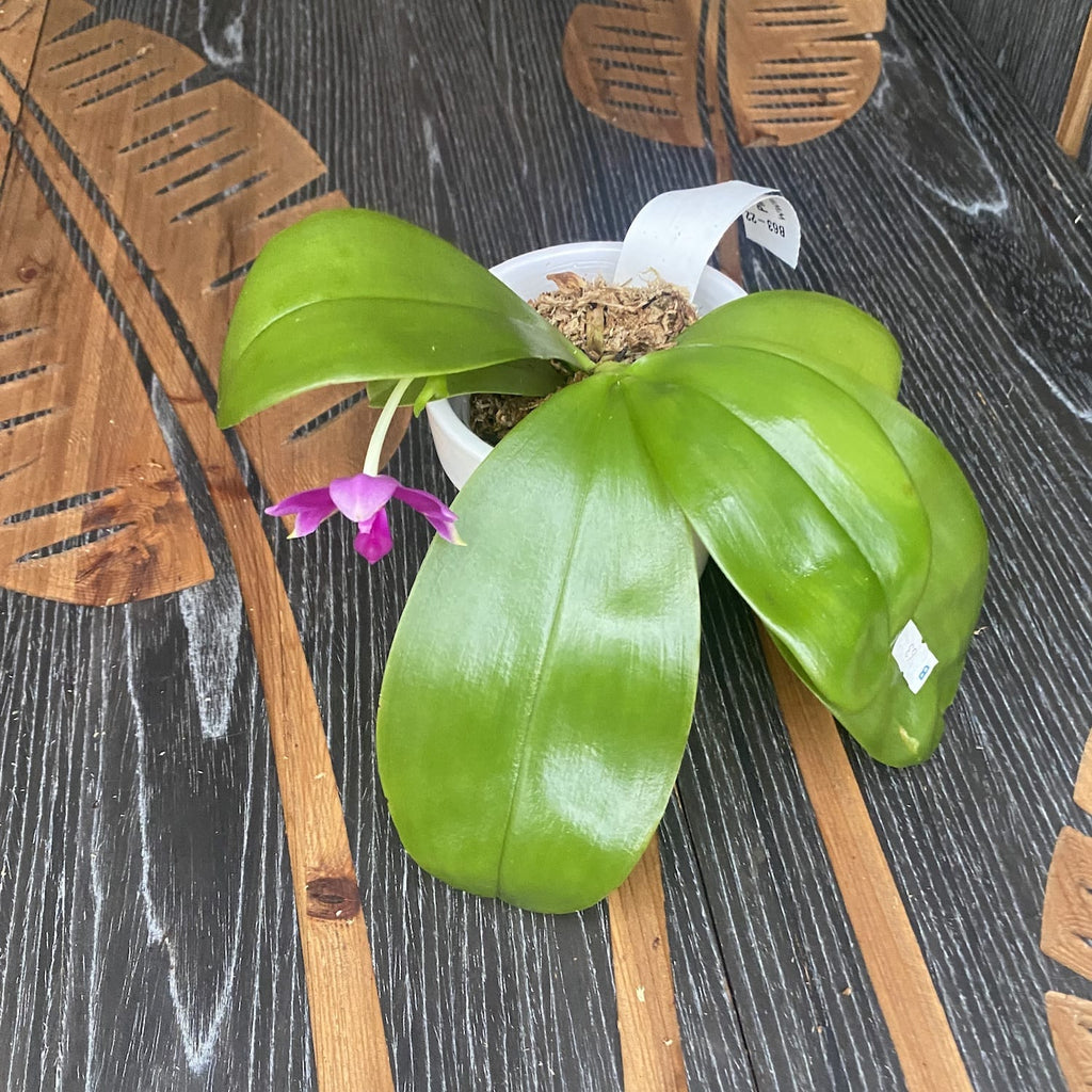 Phalaenopsis Yaphon Rich Woman duftend