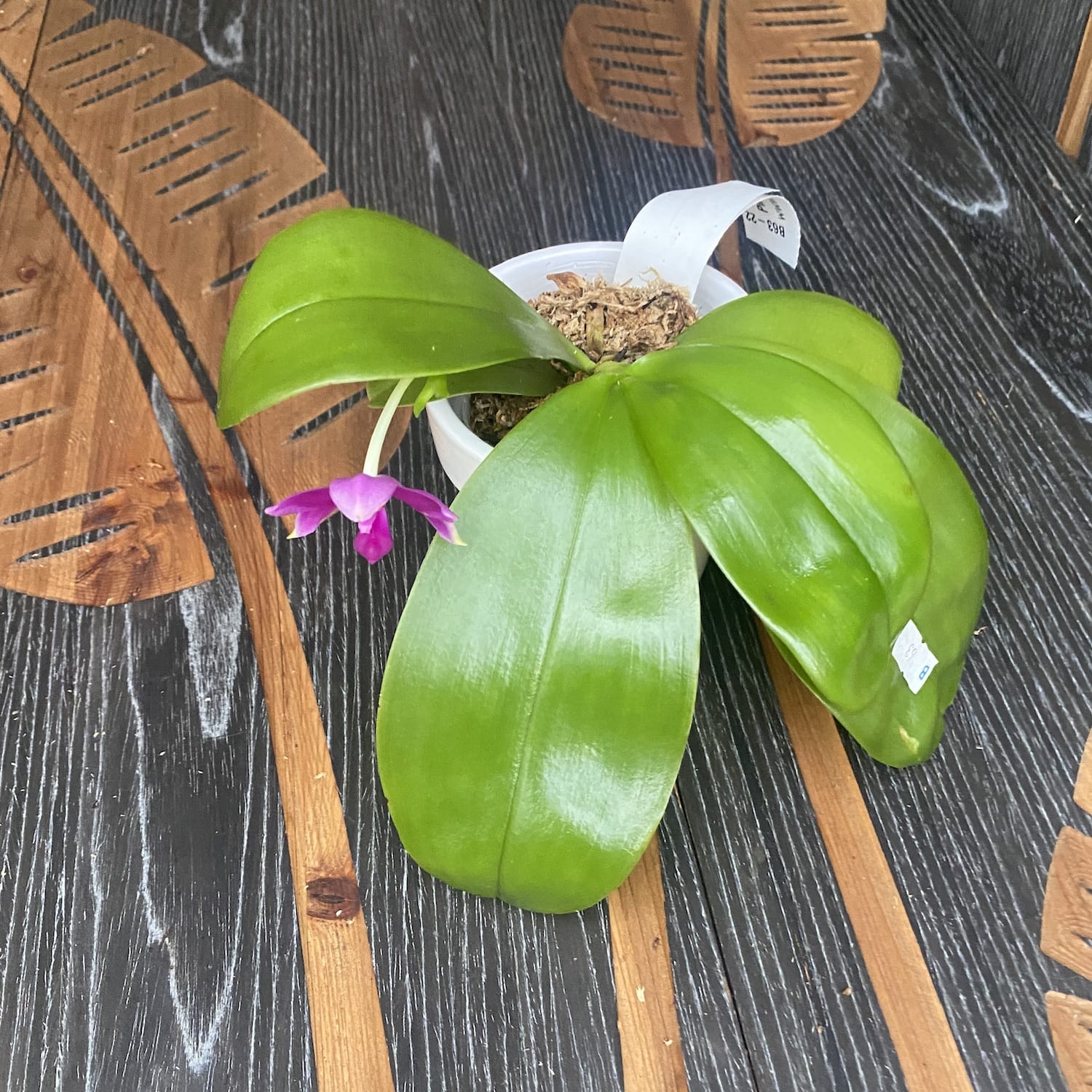 Phalaenopsis Yaphon Rich Woman parfumée