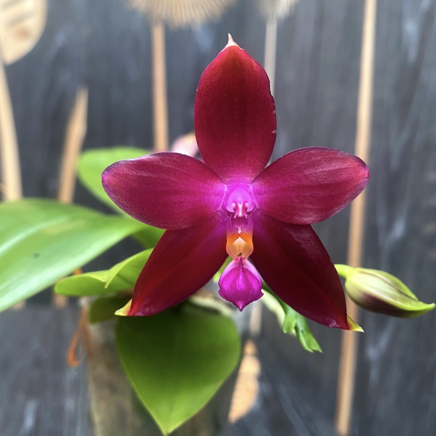 Phalaenopsis Yaphon Sensational - intensiv duftende Blüten